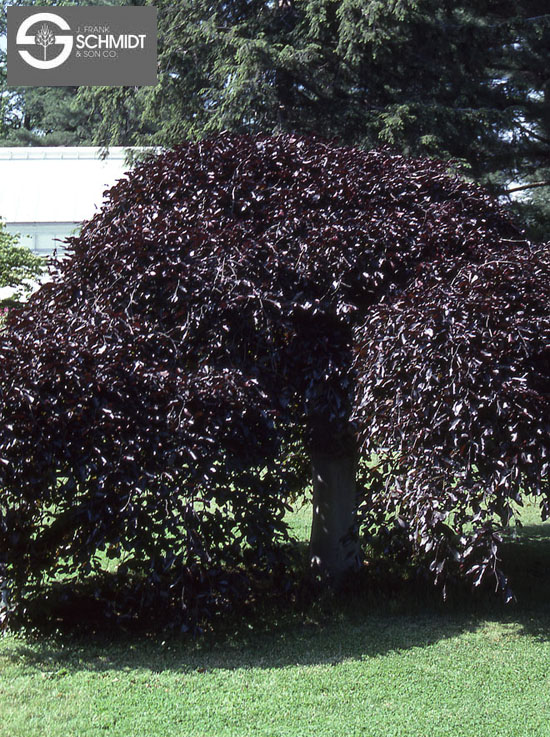 Fagus sylvatica