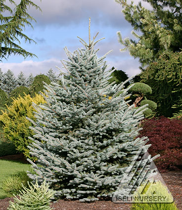 Picea pungens var. glauca (Colorado Blue Spruce)