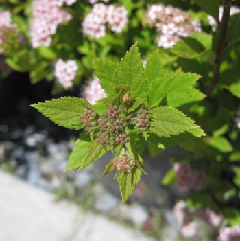 Spiraea Japonica