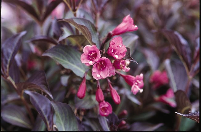 Weigela florida